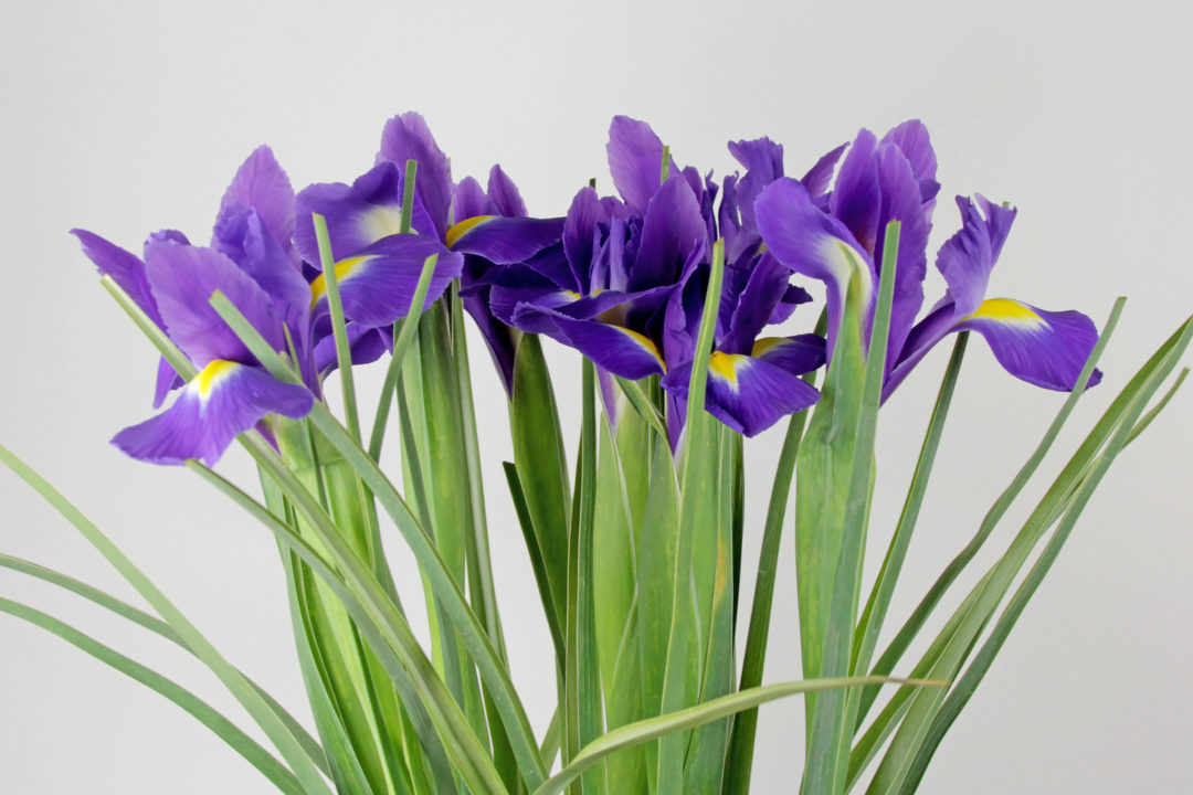 Iris Flowers