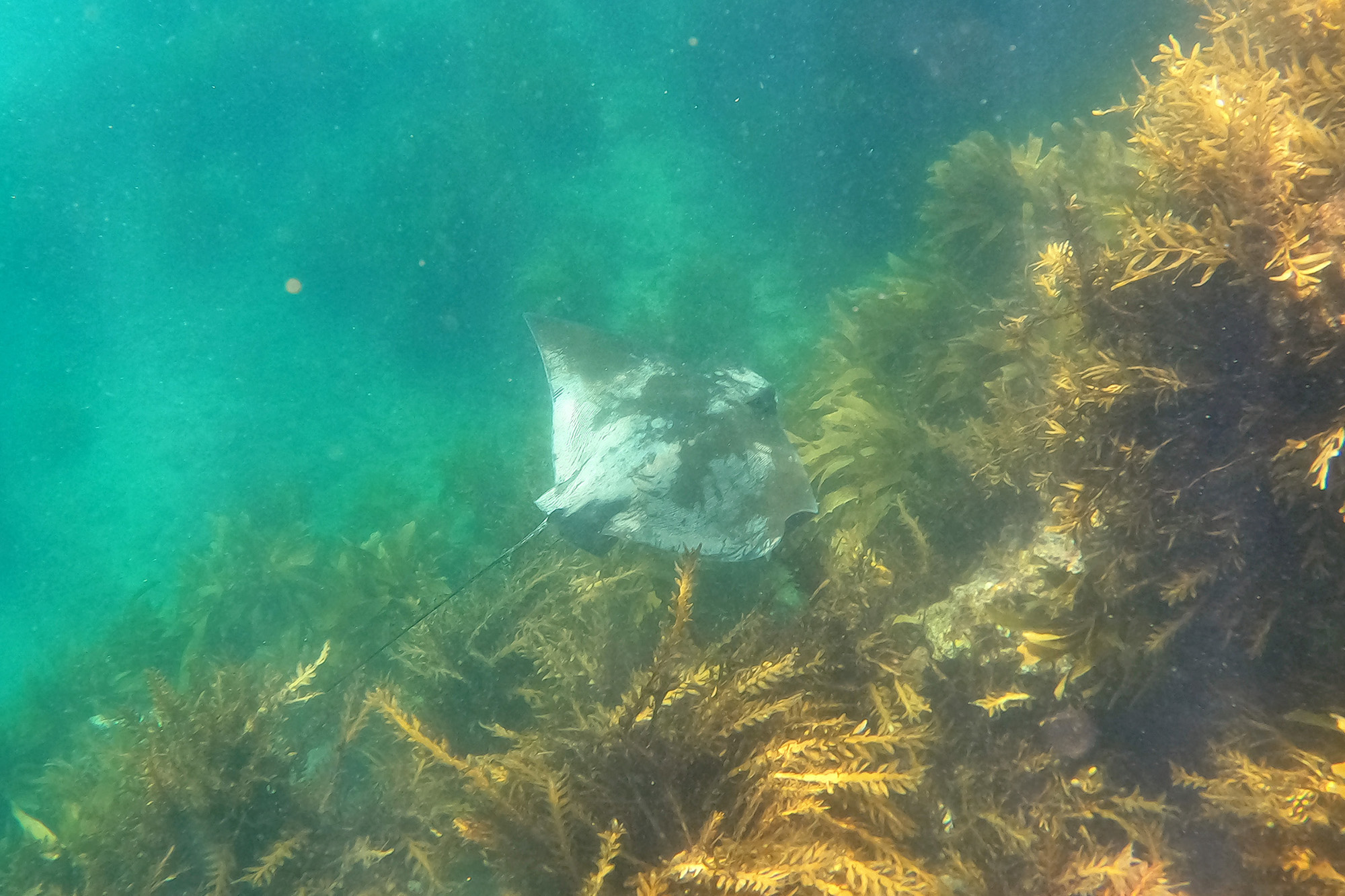 Spotting Eagle Rays at Hahei