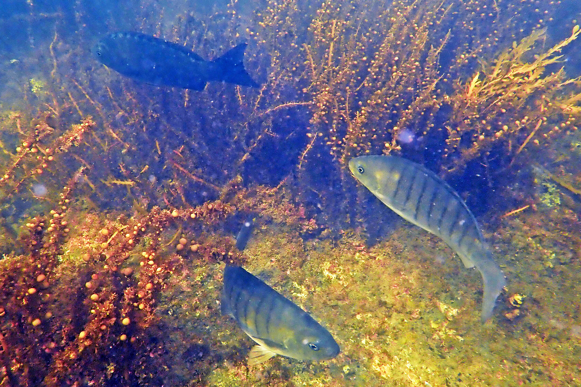 Snorkeling at Goat Island Marine Reserve